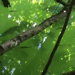 דירה Trattnig Gassen (Carinthia)