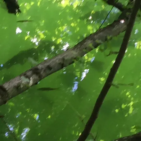 Apartament Trattnig Gassen (Carinthia)