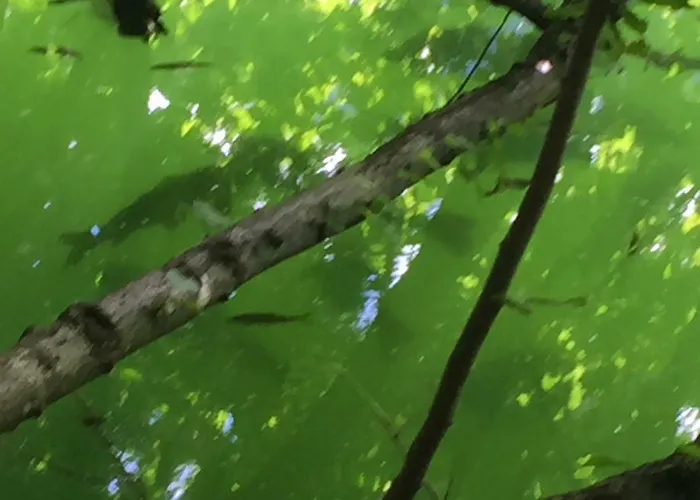 דירה Trattnig Gassen (Carinthia)